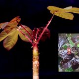 Jatropha gossypifolia GDL   ÉPUISÉ - OUT of STOCK - AGOTADO